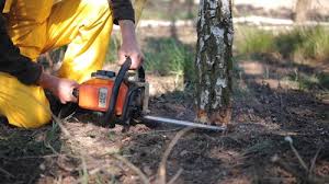 Best Leaf Removal  in South El Monte, CA