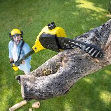 Seasonal Cleanup (Spring/Fall) in South El Monte, CA