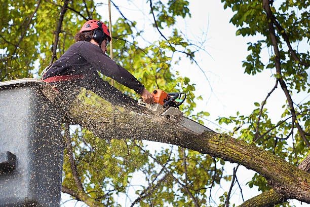 How Our Tree Care Process Works  in  South El Monte, CA
