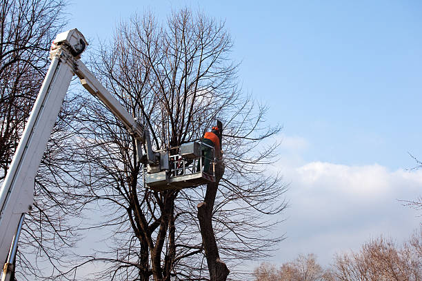 Best Tree Risk Assessment  in South El Monte, CA
